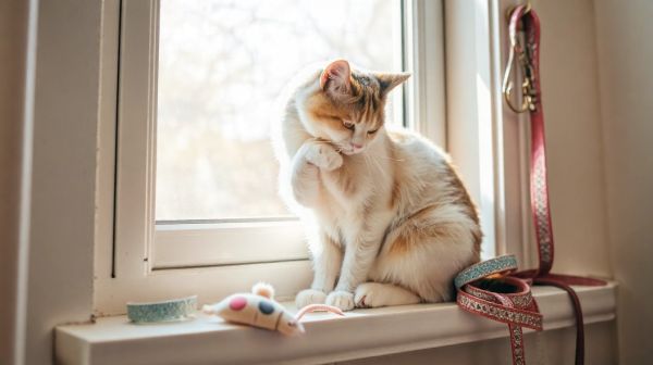 Matou Perché : explorez notre large choix d'accessoires pour chats