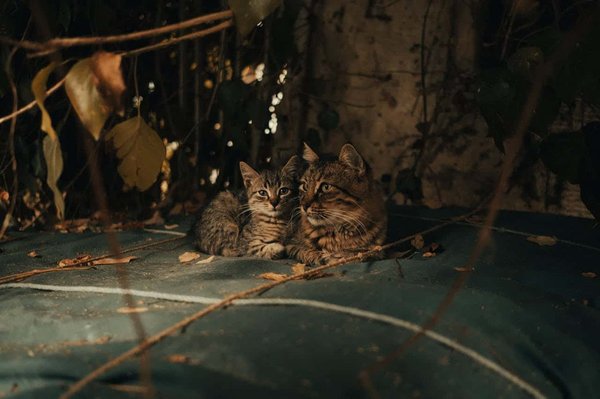 Quelles sont les méthodes non-chirurgicales pour contrôler la population de chats errants?