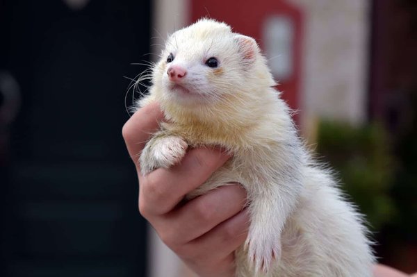 Comment identifier les signes de stress chez un furet domestique?