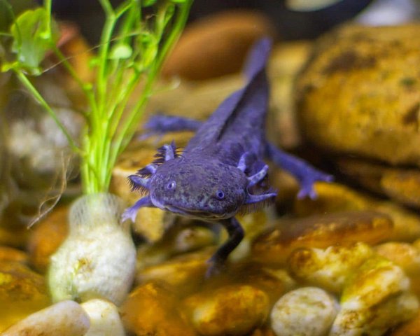 Comment assurer une bonne reproduction chez les axolotls en captivité?
