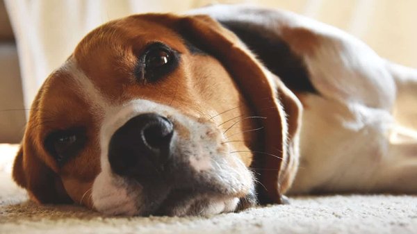 Quels sont les meilleurs jouets pour un chien de race Beagle afin de stimuler son odorat?